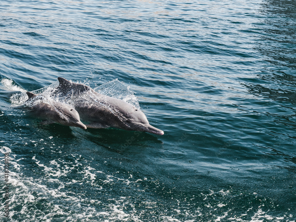 Fototapeta premium Dolphins swimming in the sea waves on the background of the rays of the bright sun. Closeup. Oman Fjords, Khasab