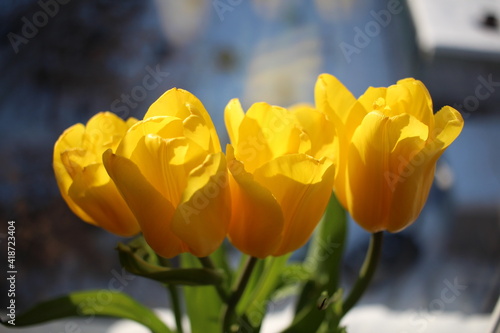 yellow tulips