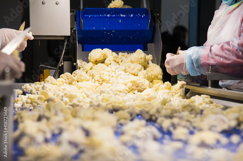Obraz na plátně Cauliflower is cleaned, washed, dried and frozen for further storage