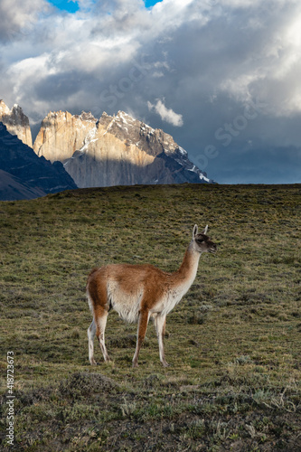 Guanacos no Parque Nacional de Torres del Paine , Chile