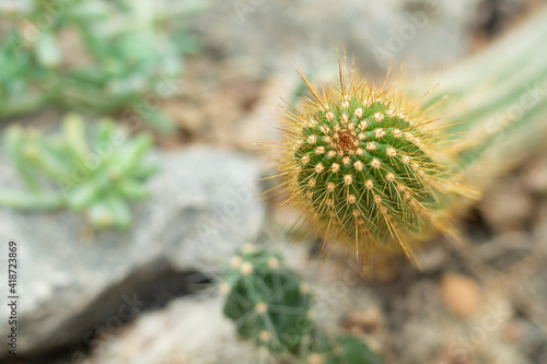 Exotic green cactus  desert plant