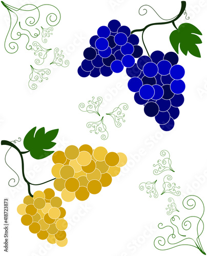 Vine with dark and light juicy racemes