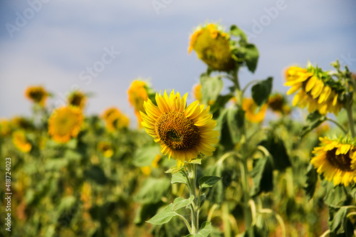 Beautiful sunflowers in the field