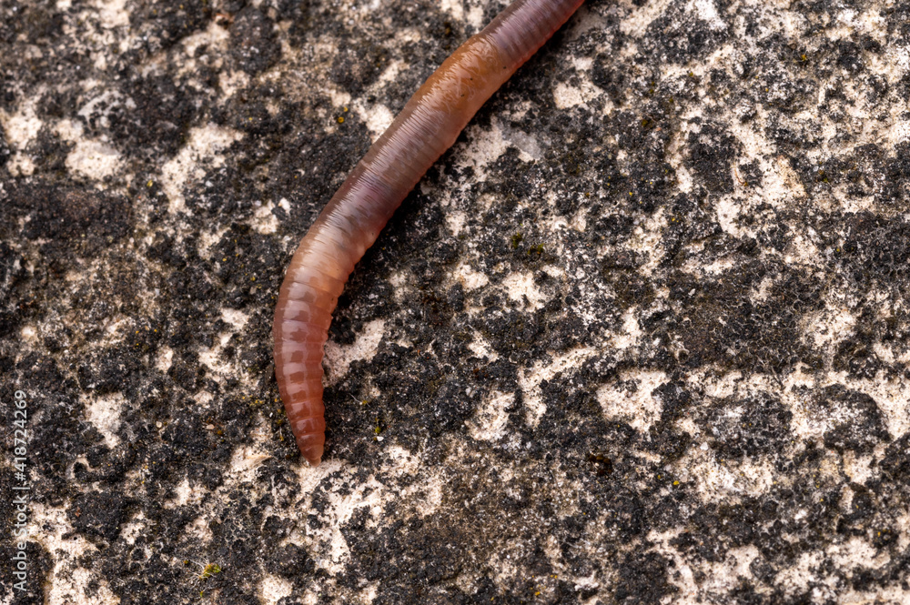 Earthworm crawling over a concrete path Earthworm crawling over a concrete path