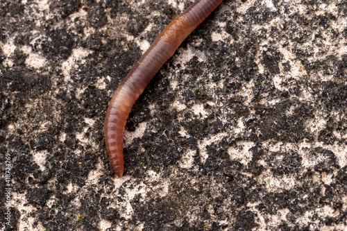 Earthworm crawling over a concrete path