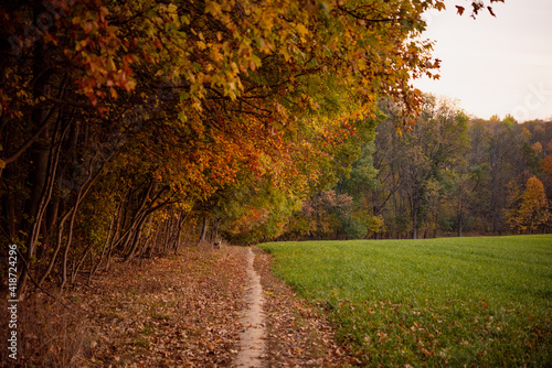 Autumn landscape © Dragos