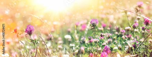 Flowering clower in spring, beautiful nature in meadow © PhotoIris2021