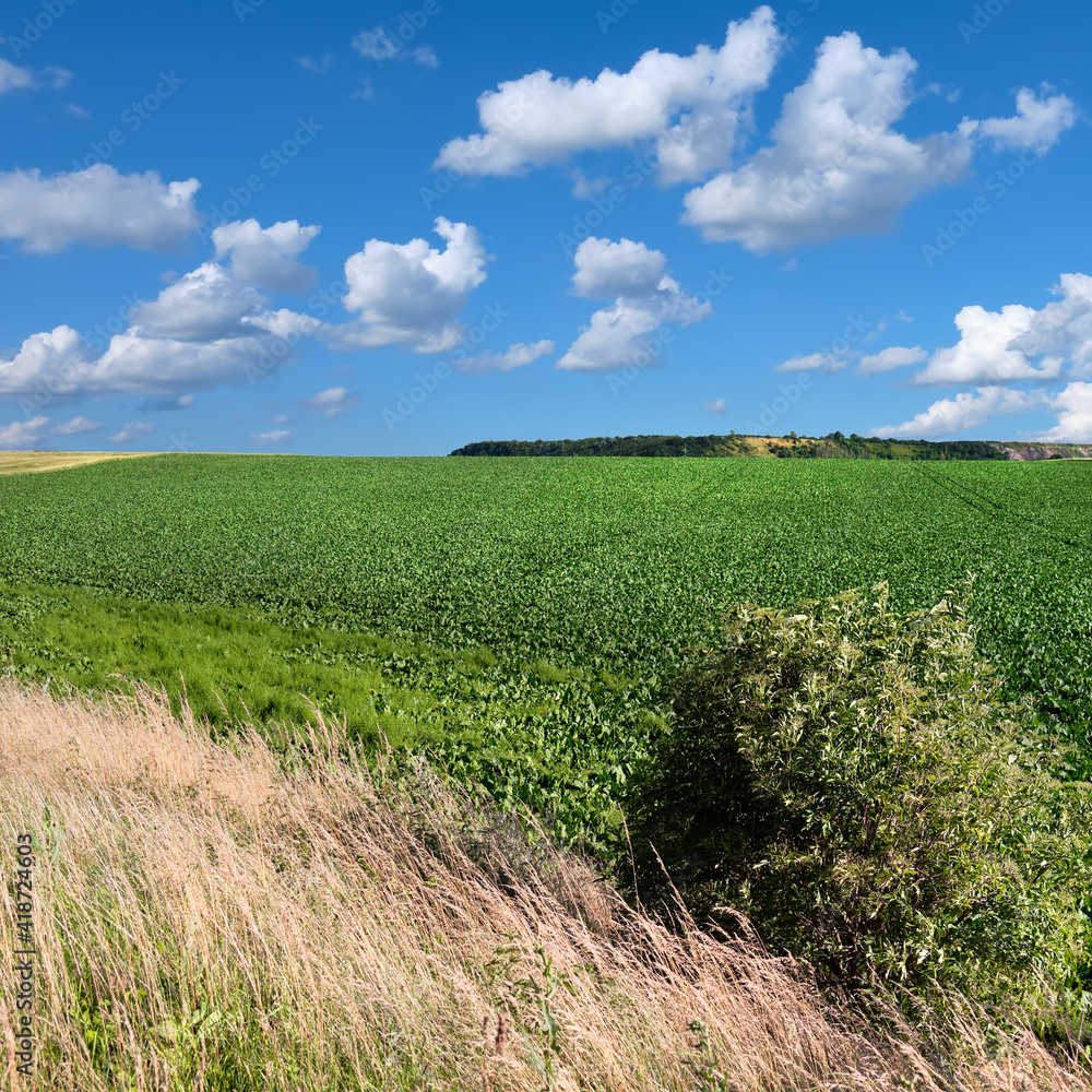 Obraz premium Travel landscape in Europe countryside. Agricultural fields on hills by the road in Bohemia, Czesh Republic. Panoramic image taken by the road on a bright day, blue sky and clouds.
