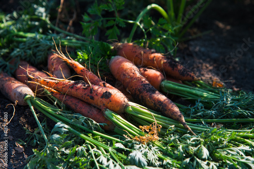 The field where carrots grow