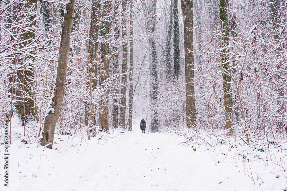Fototapeta premium Forest in winter