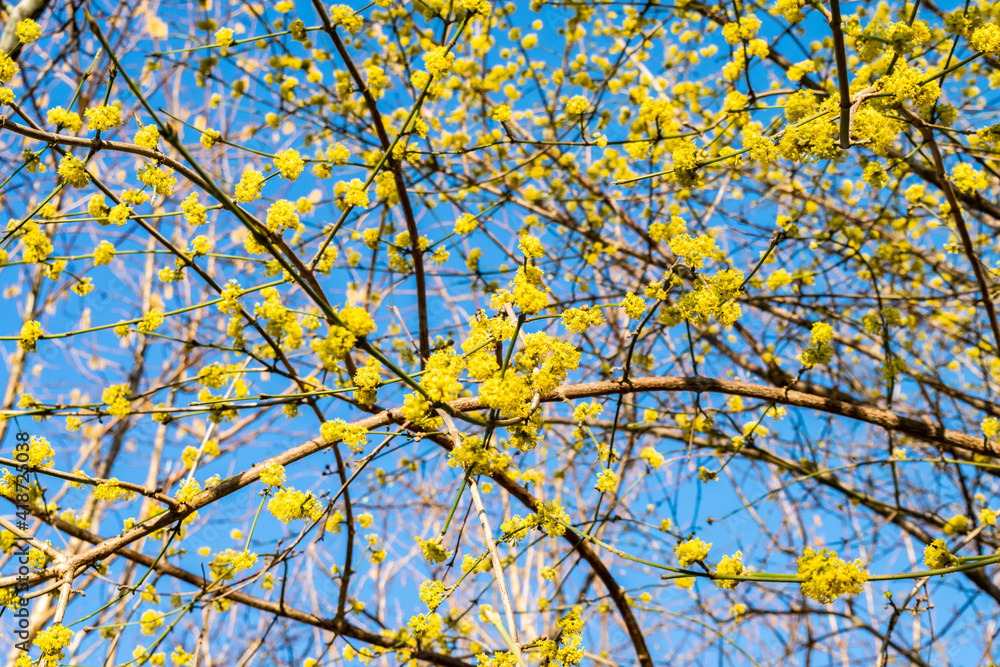 Spring bright beautiful nature. Blooming Cornus Mas trees (Cornelian Cherry) with yellow flowers against the blue sky. Natural background with tree branches.