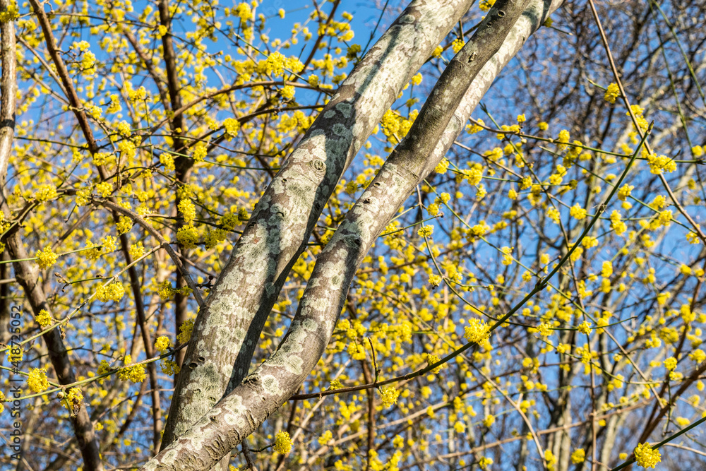 Blooming Cornus Mas trees (Cornelian Cherry) with yellow flowers against the blue sky. Spring bright beautiful nature. Natural background with tree branches. Blooming Cornus Mas trees (Cornelian Cherry) with yellow flowers against the blue sky. Spring bright beautiful nature. Natural background with tree branches.