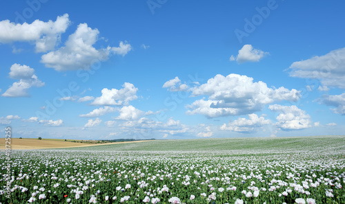 Field of opium poppy flowers. Cloudscape, sky with clouds. White colored poppy is grown in Czech Republic. Panoramic banner image.