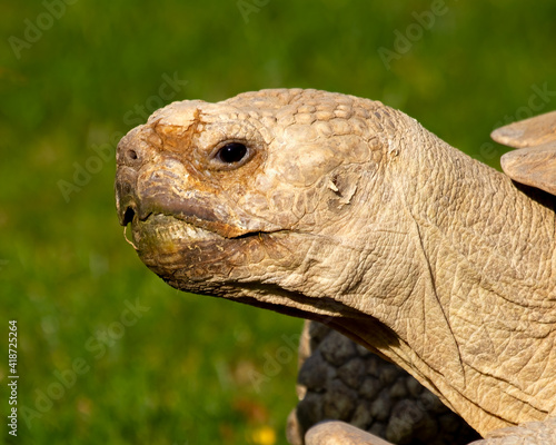 Giant tortoise