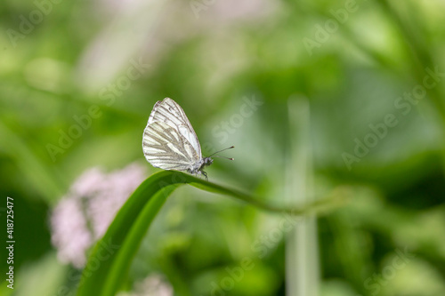 Wallpaper Mural The green-veined white (Pieris napi) is a butterfly of the Pieridae family. Green-veined white (Pieris napi), family Pieridae. Torontodigital.ca