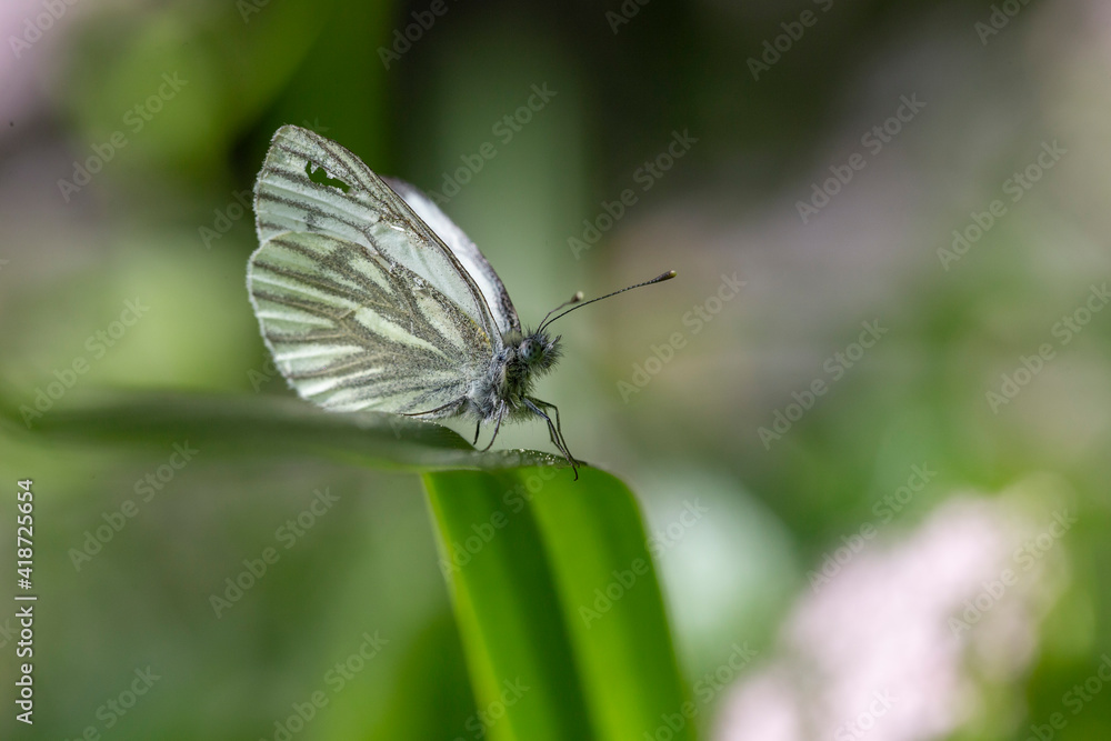 Obraz premium The green-veined white (Pieris napi) is a butterfly of the Pieridae family. Green-veined white (Pieris napi), family Pieridae.