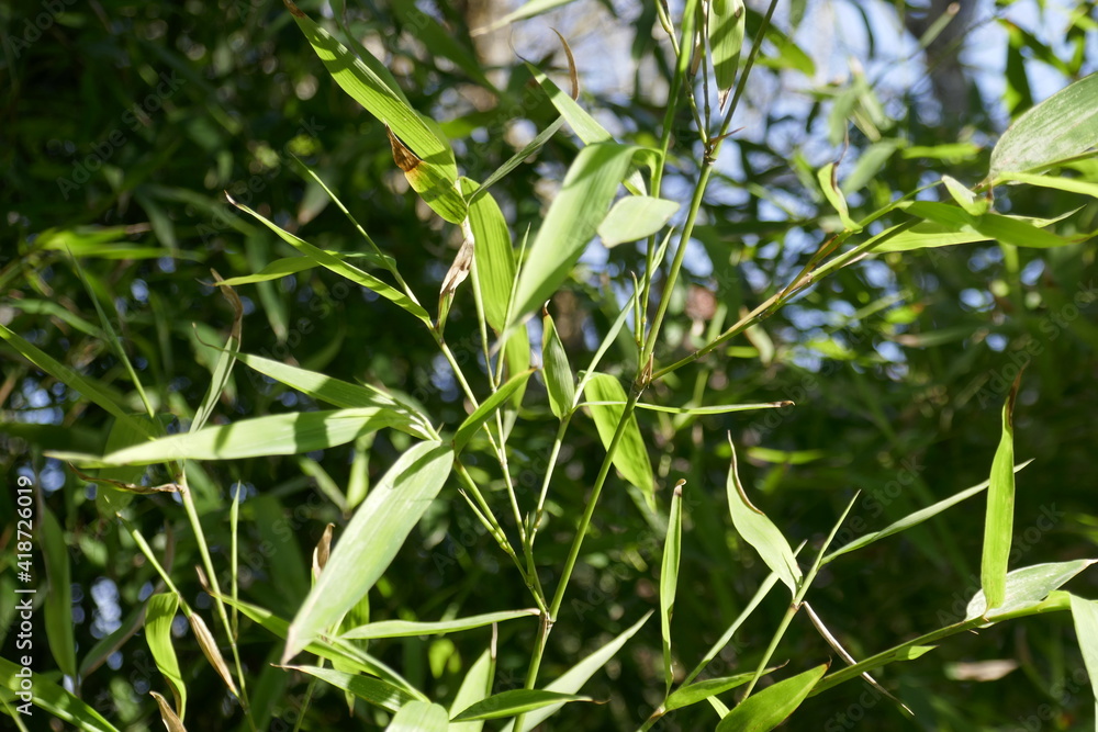 Fototapeta premium Bamboo green leaves