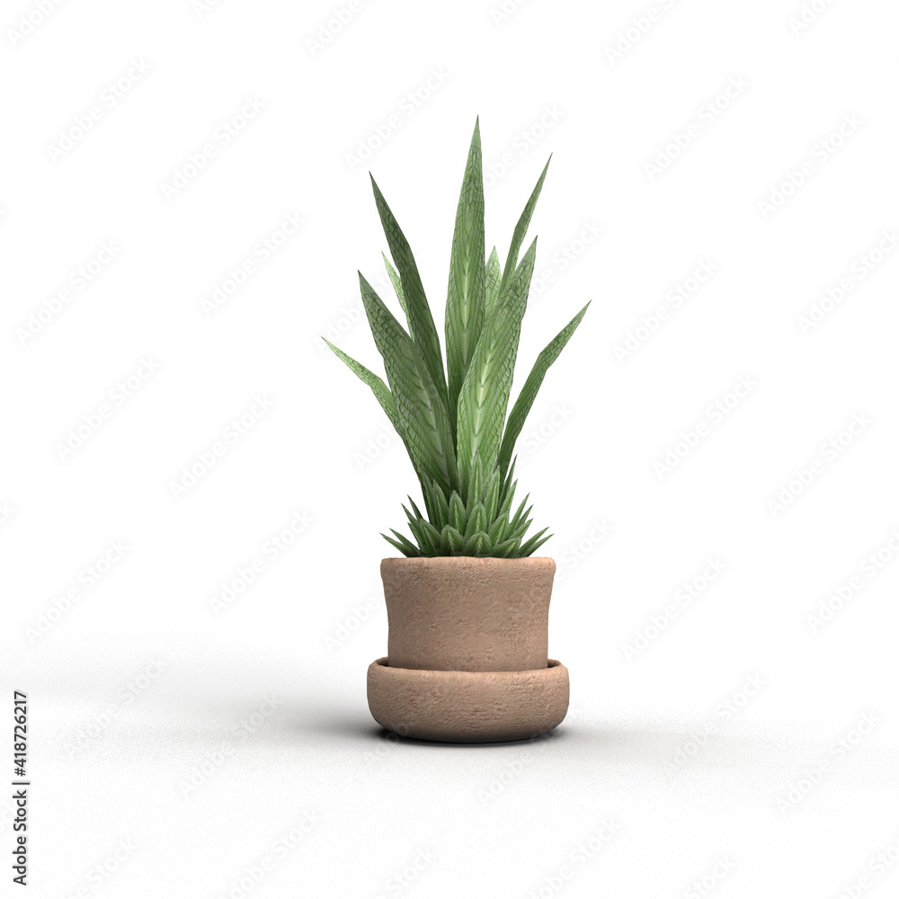 plant on white background