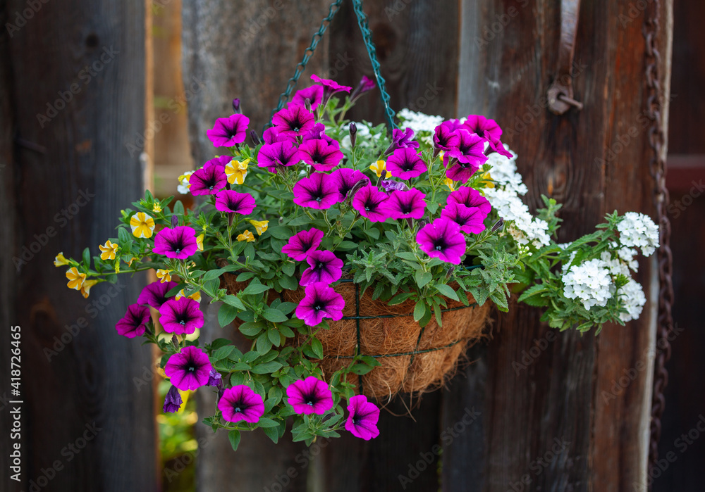 Fototapeta premium flower arrangement of burgundy petunias with black veins, white verbena and yellow calibrachoa in a hanging coconut basket