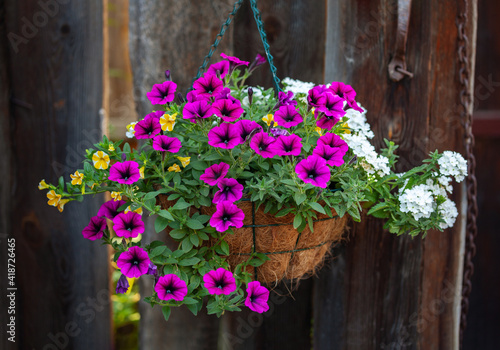 flower arrangement of burgundy petunias with black veins, white verbena and yellow calibrachoa in a hanging coconut basket