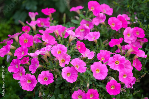 floral background with bright pink petunia