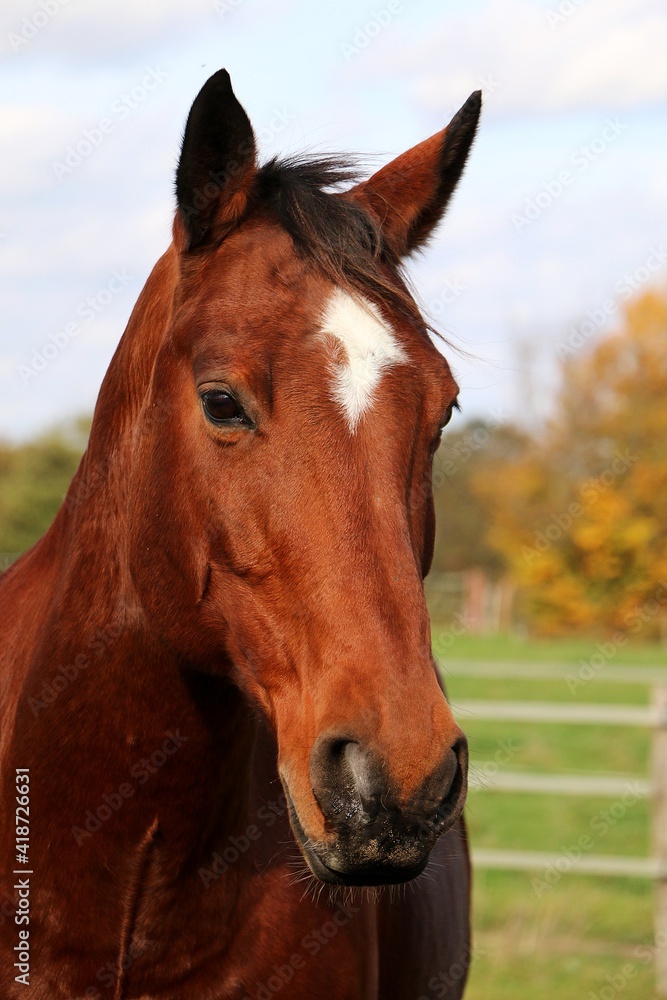 beautiful head portrait from a brown quarter horse on the paddock beautiful head portrait from a brown quarter horse on the paddock