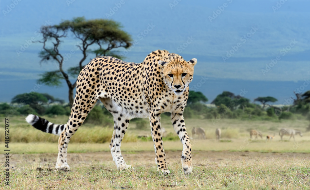 Obraz premium Wild african cheetah, beautiful mammal animal