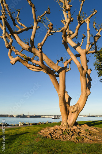 Freshly Trimmed Tree on the San Diego Waterfront