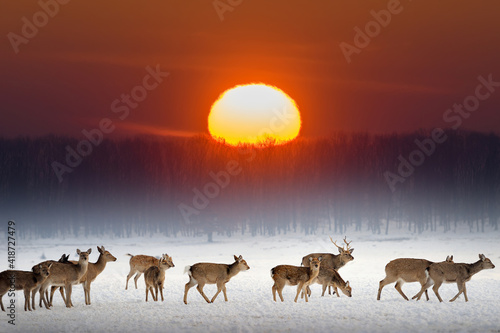 Herd of deer on a winter field during sunset