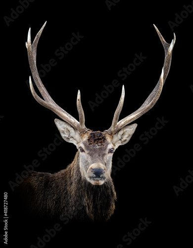 Foto Portrait red deer isolated on dark background