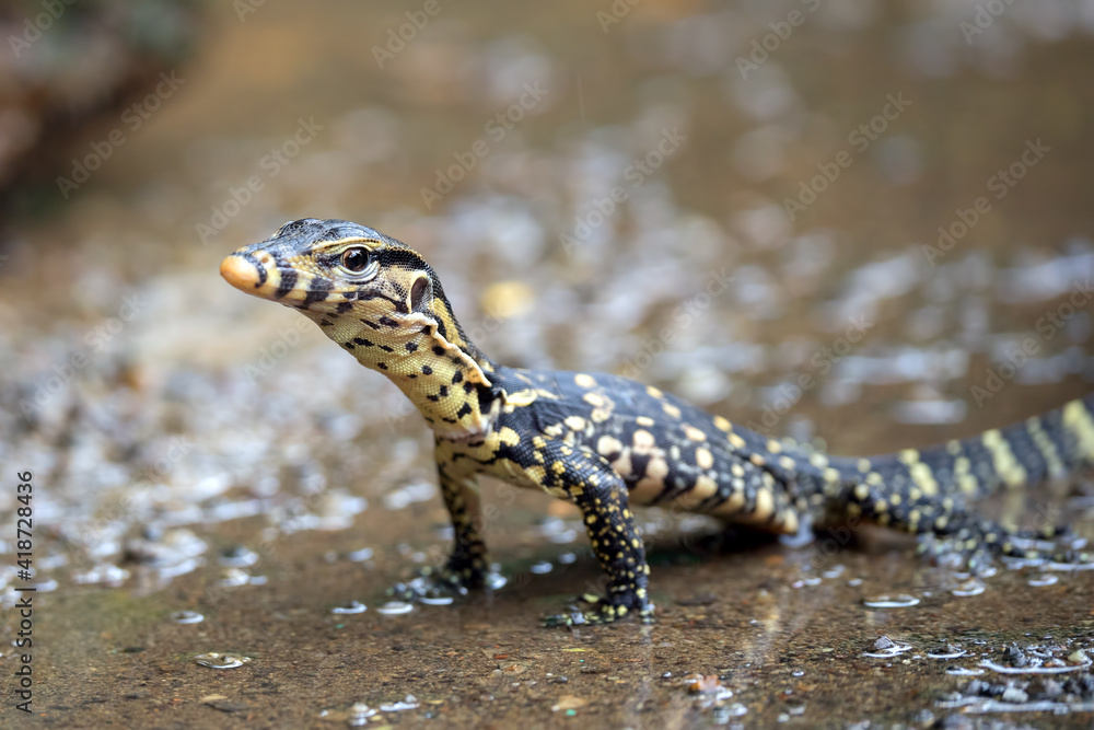 Small Asian water monitor near the pond Small Asian water monitor near the pond