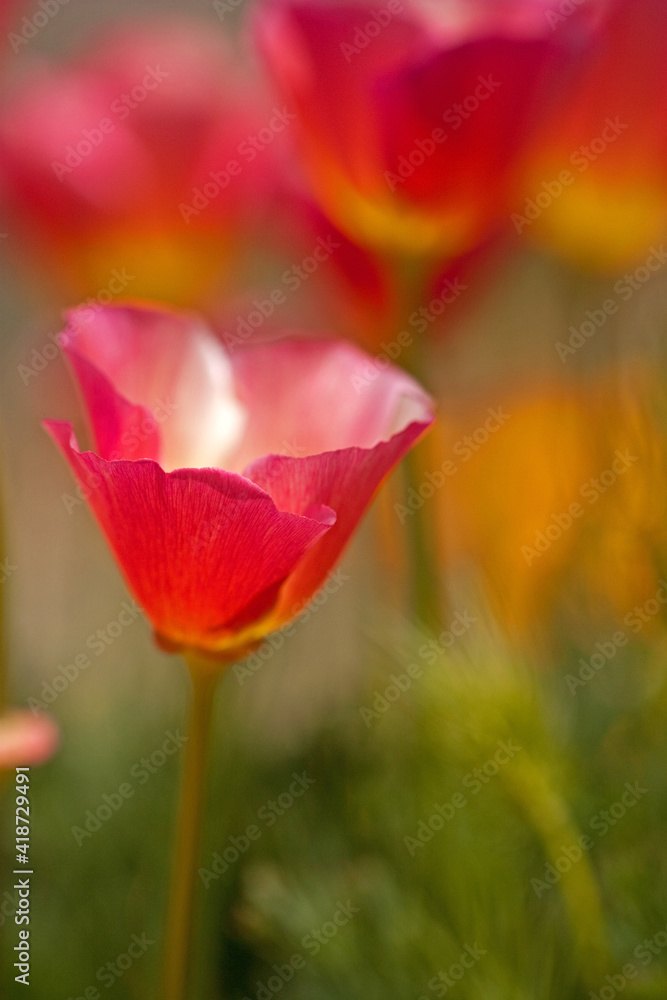 Obraz premium Tulpen