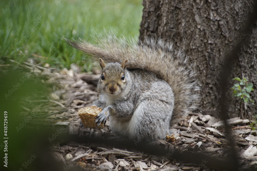 Obraz premium It wasn't me