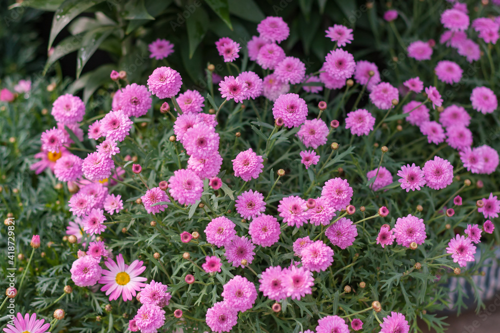 Fototapeta premium Asteraceae Chrysanthemum flowers wood outdoor blooming pink，Argyranthrmum frutescens