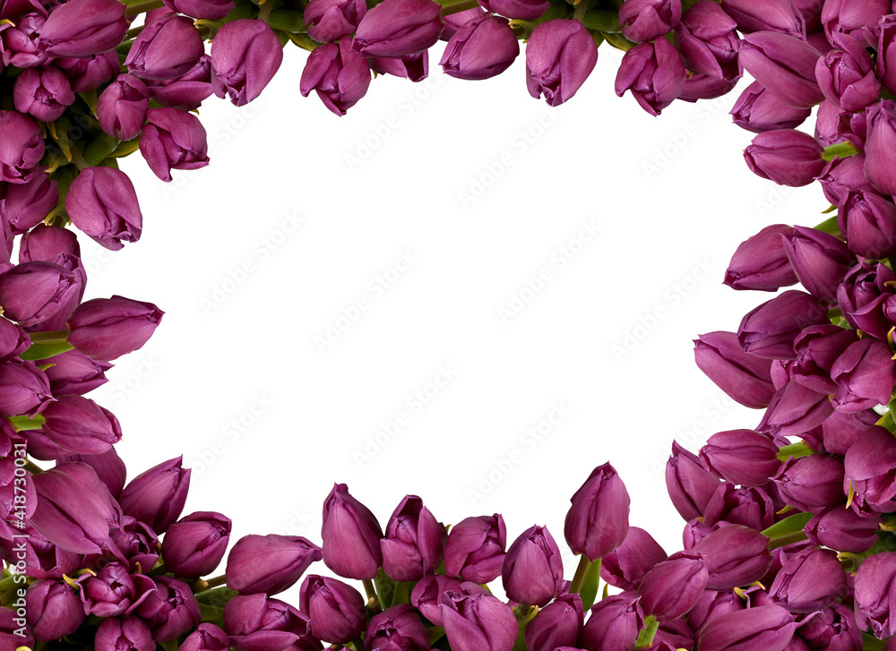 Violet flower​ tulip frame isolated on white background with​ clipping​ path​