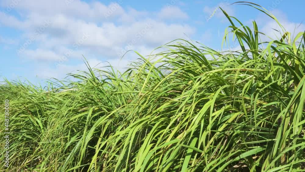 Farm with agriculture sugarcane 4k background stock video. Farm with agriculture sugarcane 4k background stock video.