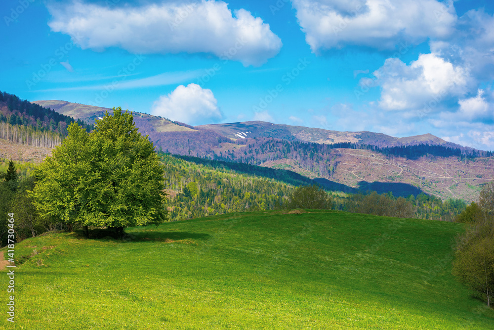 tree on the meadow in mountains. beautiful nature landscape on a sunny day in spring. fluffy clouds on the blue sky above the distant range
