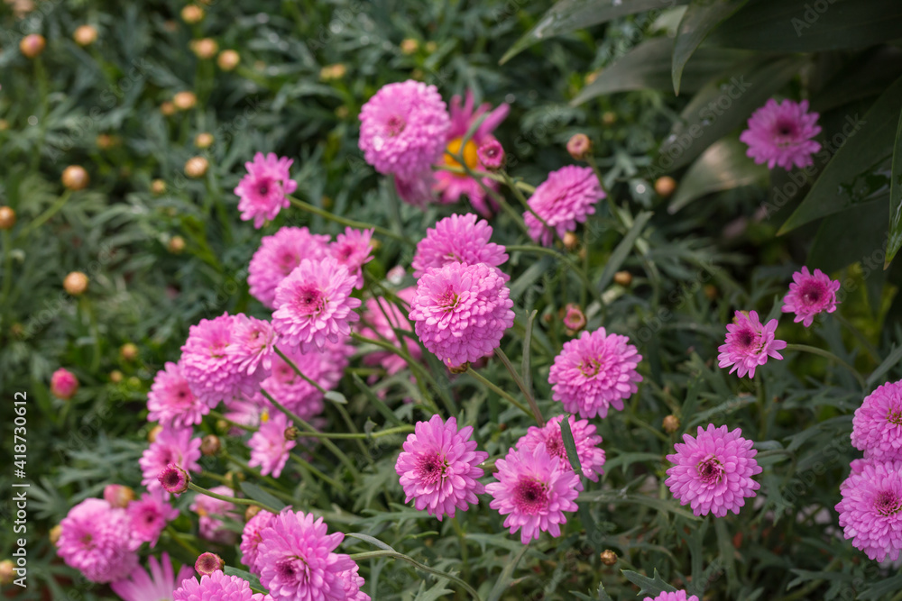 Asteraceae Chrysanthemum flowers wood outdoor blooming pink,Argyranthrmum frutescens Asteraceae Chrysanthemum flowers wood outdoor blooming pink,Argyranthrmum frutescens