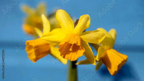 Tete-a-Tete Dwarf Daffodils, in spring