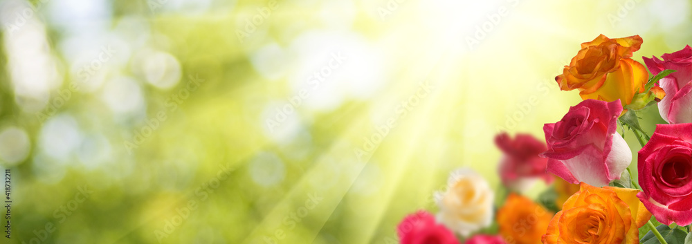 image of beautiful rose flowers on blurred natural green background close up. image of beautiful rose flowers on blurred natural green background close up.