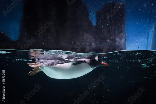 Penguin in an Aquarium