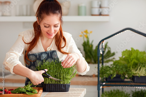 Fotografie organic food growing, home kitchen gardening, healthy nutrition, microgreen spro