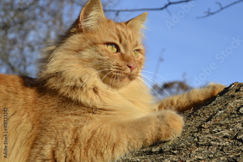 cat on the rocks