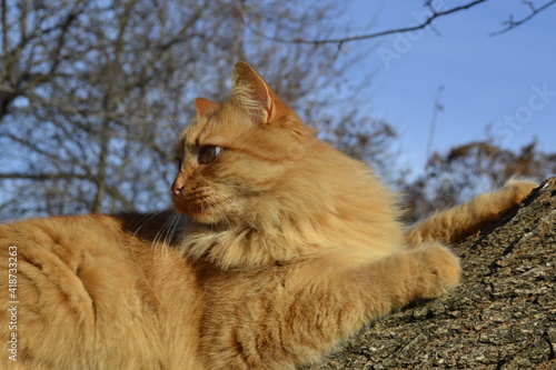 cat in the garden