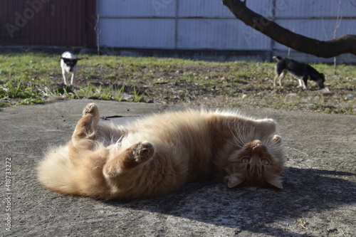 cat