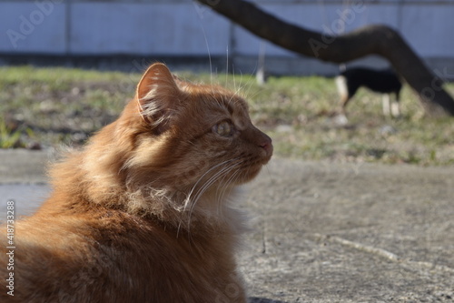 cat