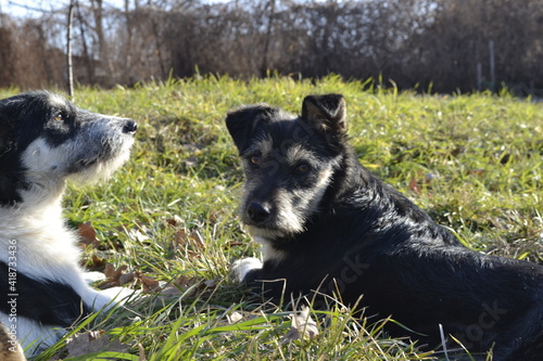 black and white dog