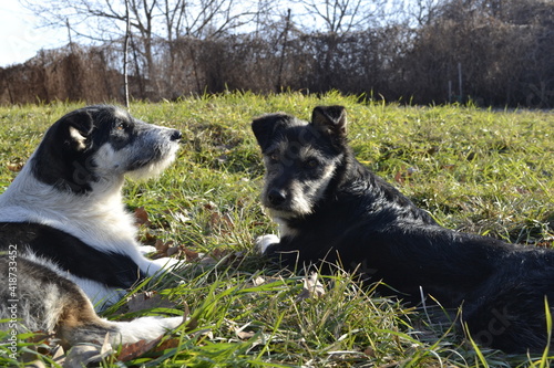 border collie dog