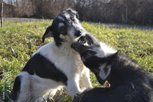 border collie puppy