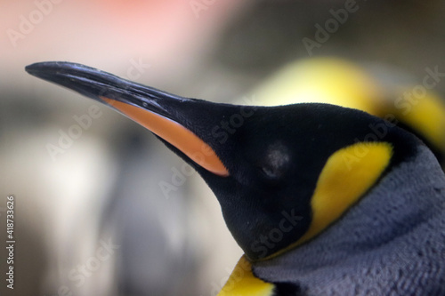 king penguin in the zoo